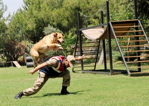 Jandarma Köpek Timleri